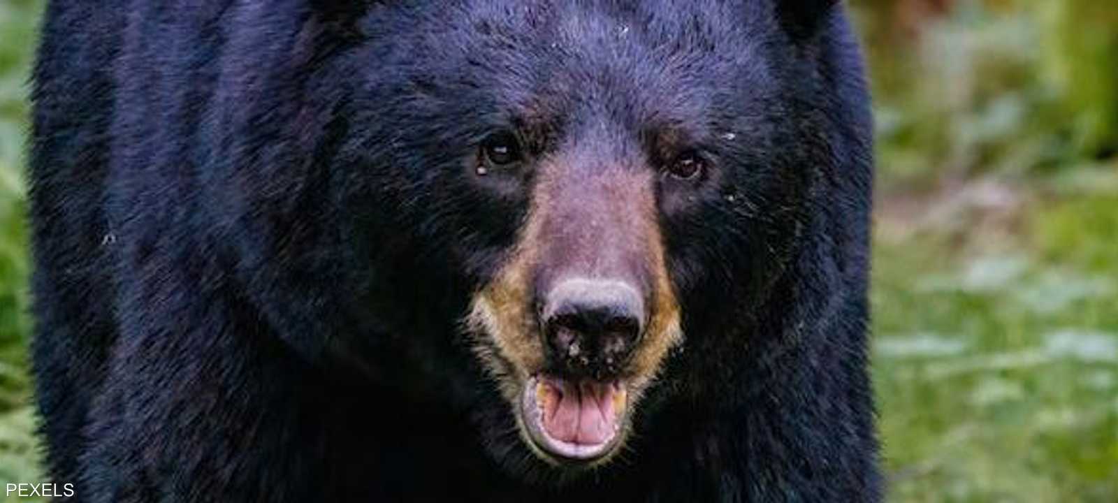 أطلق أحد الجيران النار وقتل الدب