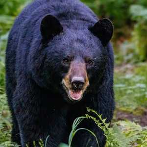 أطلق أحد الجيران النار وقتل الدب