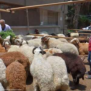 أسواق الأضاحي في مصر تشهد ركودا نسبيا بسبب ارتفاع الأسعار