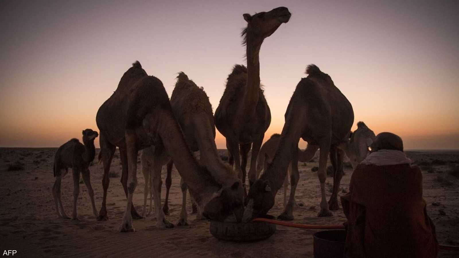 تتميز الداخلة برياحها شبه الدائمة، وموقعها الجغرافي، ودرجة حرارة مياه شواطئها (قرابة 24 درجة مئوية).