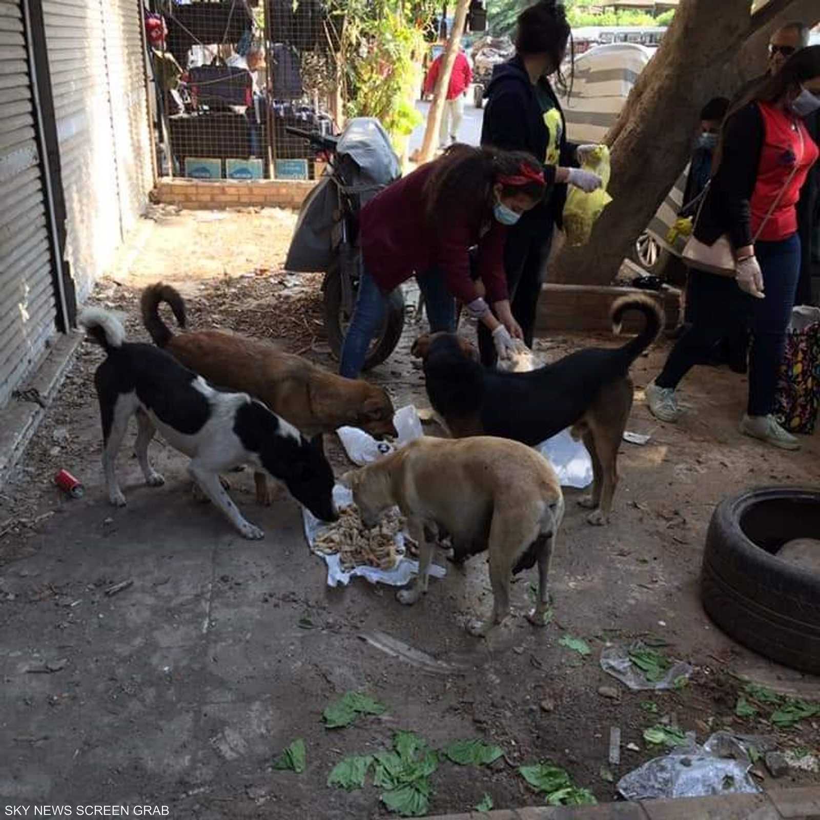 حملة رحمتك بالحيوان إنك إنسان