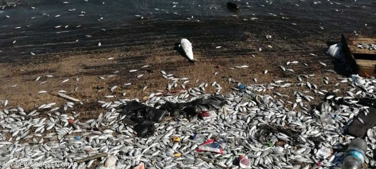 نفوق كميات كبيرة من الأسماك في لبنان