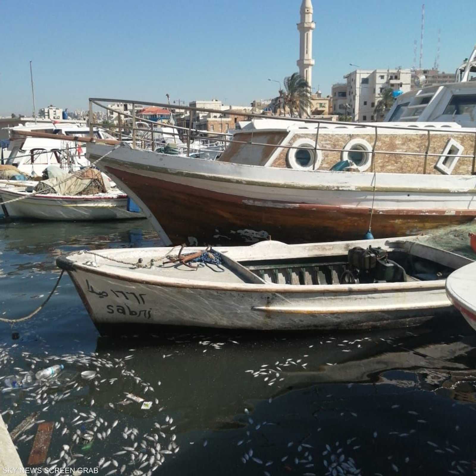 نفوق كميات كبيرة من الأسماك في لبنان