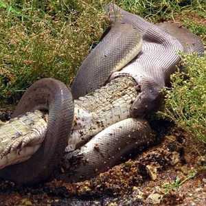 أفعي الزيتونة أثناء بلع التمساح