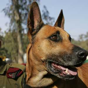 حرب الأنفاق تشتعل بين إسرائيل وحماس بكلاب مدربة وضالة